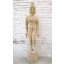 China Akupunktur Lehrmodell Skulptur Massivholz antik Körper Frau Statue Heilkunde